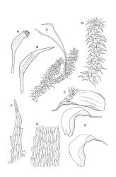 Image: R.C. Wagstaff © Landcare Research 2018 